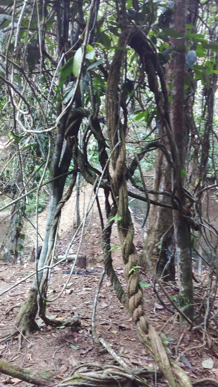 Ayaruna Gardens retreat center