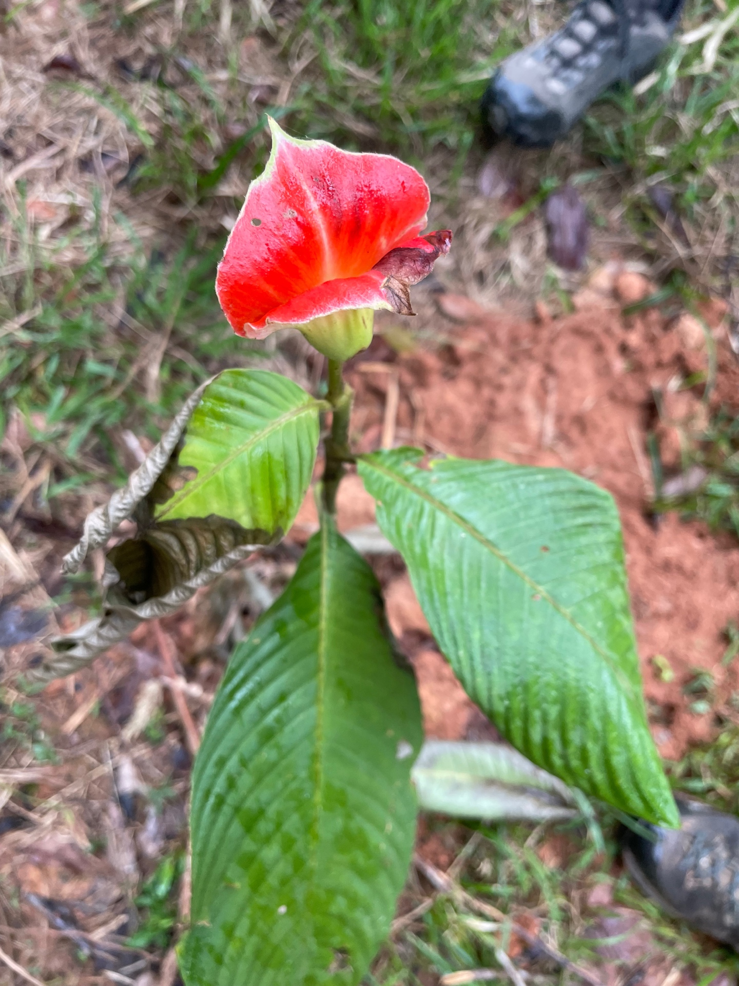Botanical diversity at Ayaruna